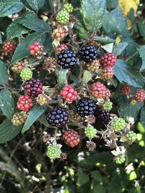 blackberry picking