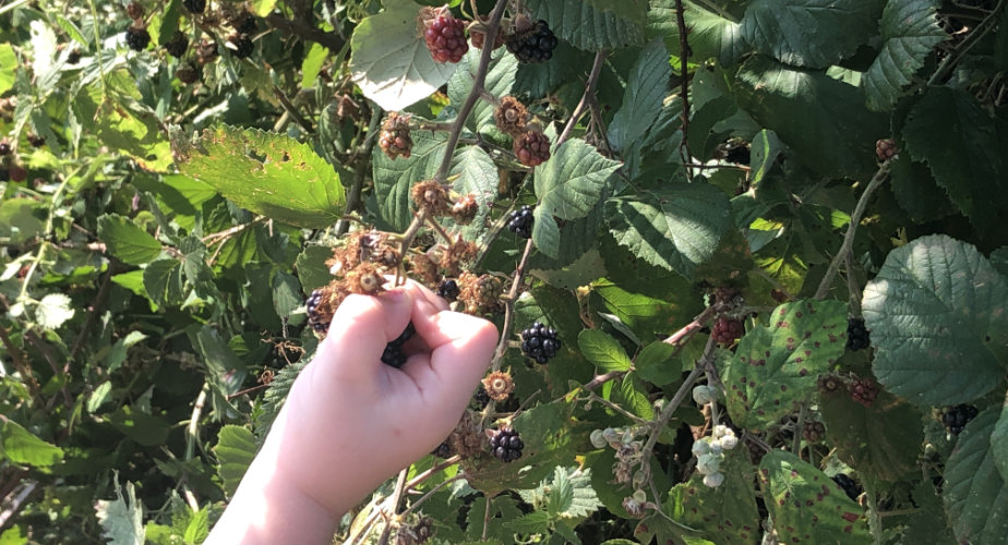 Blackberry picking